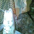 Gros macha1