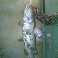 Gros macha2